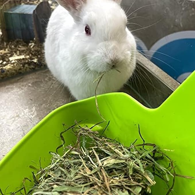Blue Mountain Hay | Fresh Timothy Hay (24 Ounce) | Great for All Ages | High-Altitude Hay Pet Food for Rabbits, Guinea Pigs, Chinchillas, Hamsters, and Other Small Pets