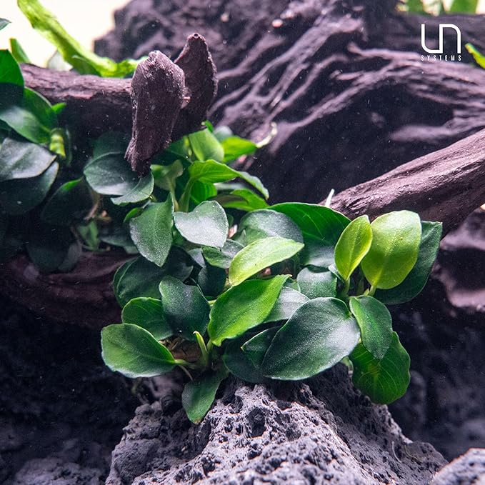 Ultum Nature Systems Live Tissue Culture - Anubias Minima Dragon Claw (Anubias Minima) - Easy - Low to Medium Light - Green Accent - Midground - 100% Snail Free Grown in-Vitro