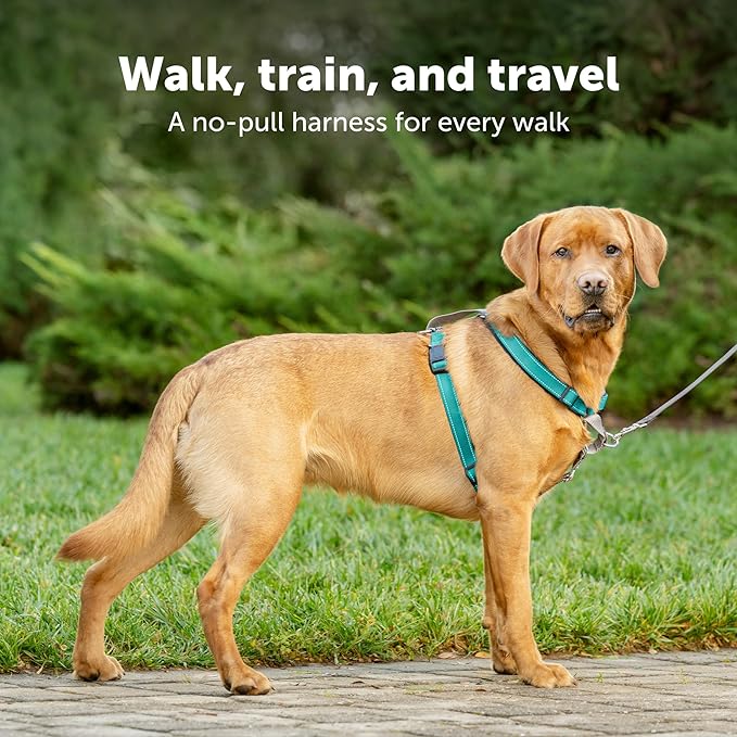 PetSafe 3 in 1 Dog Harness - No Pull Solution for Dogs - Reflective Dog Harness - Front D-Ring Clip Helps Stop Pulling - Comfortable Padded Straps - Top Handle Enhances Control - Teal - Medium