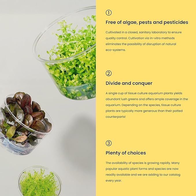 Ultum Nature Systems Live Tissue Culture - Rotala 'Sunset' (Rotala ramosior) - Moderate - High Light - Orange-Red Accent - Midground to Background - 100% Snail Free Grown in-Vitro - Regular Cup
