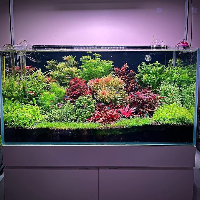 Ultum Nature Systems Mini Dwarf Hair Grass Eleocharis Parvulus Tissue Culture Live Plant for Aquarium, Aquascape, Freshwater Fish Tanks - 100% Snail Free in Vitro