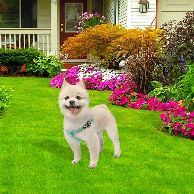 PUPTECK No Pull Dog Harness Soft Adjustable Basic Nylon Step in Puppy Halter Outdoor Walking with ID Tag Medium