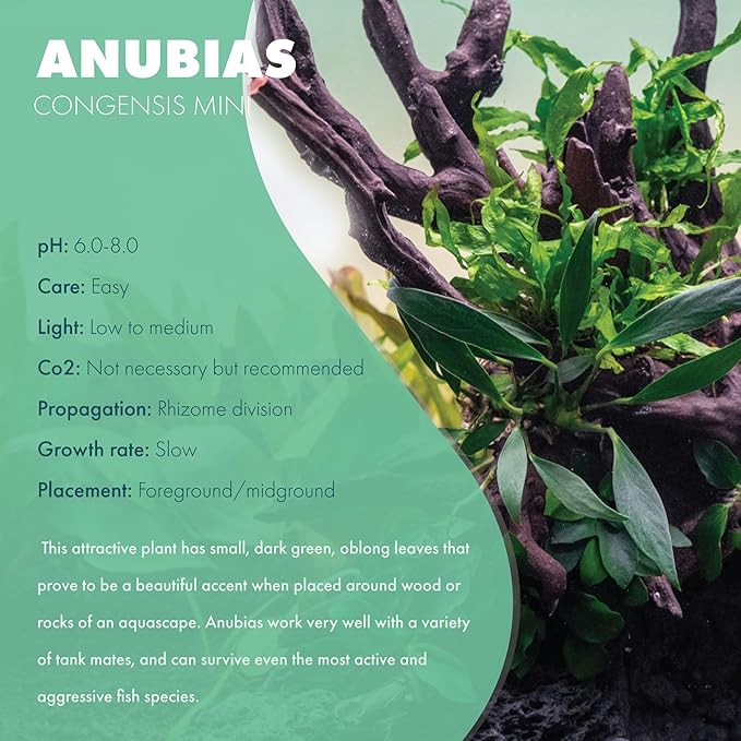 Anubias Live Aquarium Plants - Potted Freshwater Plant for Fish Tanks, Terrariums - Beginner Friendly Low Light (Congensis Mini, 3 Pots)