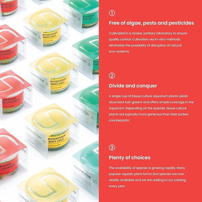 UNS Snail Free TC Utricularia Graminifolia (UG) - Medium to High Light, Bright Green Accent Aquatic Carnivorous Carpeting Plant, Foreground Placement - Tissue Culture, 1 Pack