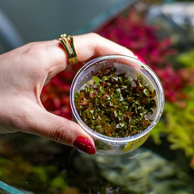 Ultum Nature Systems Alternanthera Reineckii Rosanervig Red Stem Tissue Culture Live Plant for Aquarium, Aquascape, Freshwater Fish Tanks - 100% Snail Free in Vitro