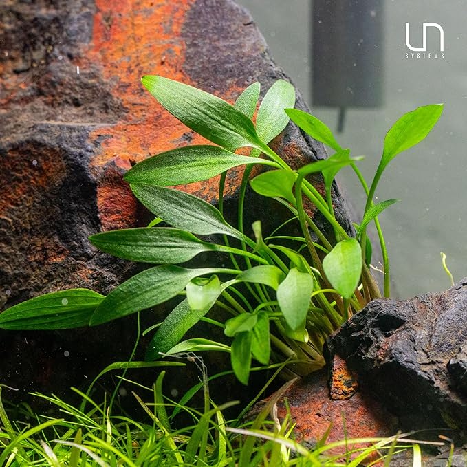 Ultum Nature Systems Cryptocoryne Willisii Tissue Culture Live Plant for Aquarium, Aquascape, Freshwater Fish Tanks - 100% Snail Free in Vitro
