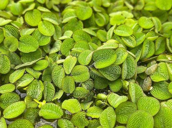 Huge Portion Salvinia Minima Water Spangles Live Floating Aquarium Plant Live Awesome Aquatic