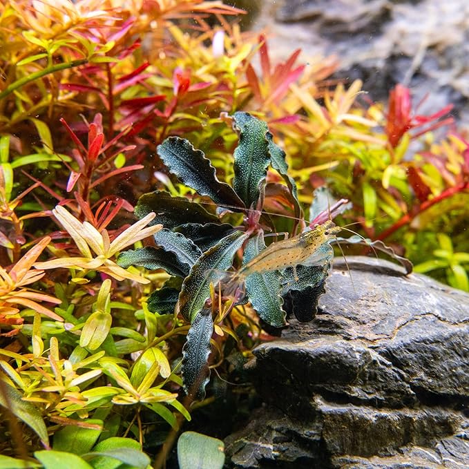 Ultum Nature Systems Live Tissue Culture - Bucephalandra Kedagang Japan- Easy - Low to Medium Light - Dark Green and Red Accent - Foreground to Midground - 100% Snail Free Grown in-Vitro - Small Cup